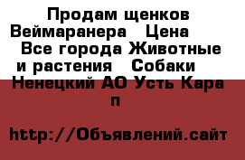 Продам щенков Веймаранера › Цена ­ 30 - Все города Животные и растения » Собаки   . Ненецкий АО,Усть-Кара п.